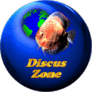 Discuskuba
